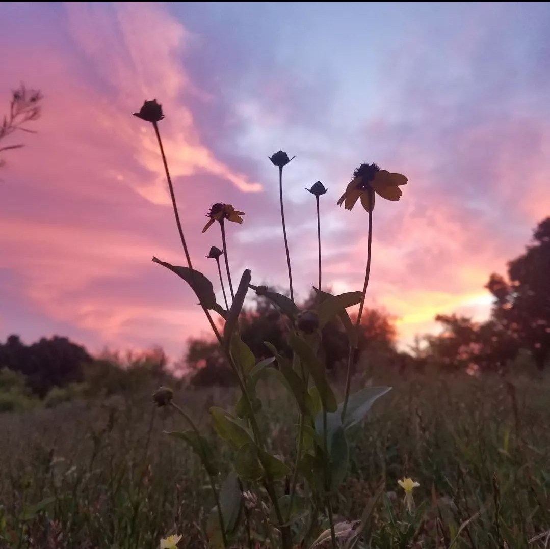 flower sunset photo I took on my phone